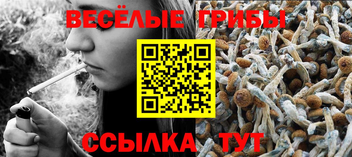 Псилоцибиновые грибы Psilocybe Знаменск
